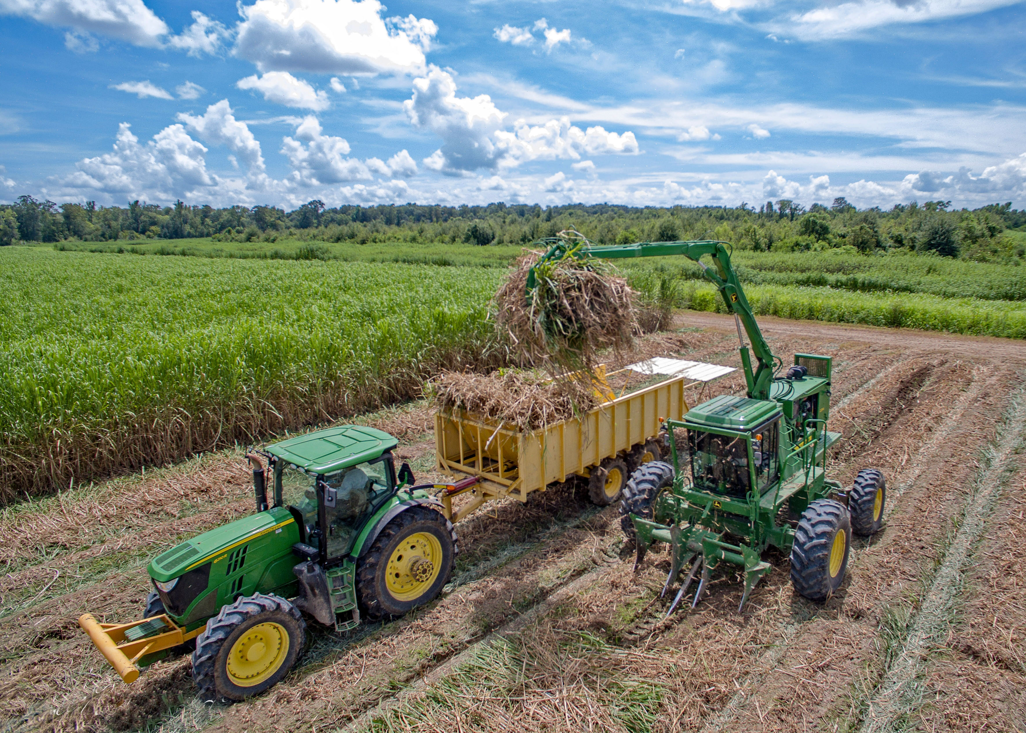 Living the Dream – Sugarcane Variety L 01-299